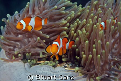 Clowns and Crabs by Stuart Ganz 